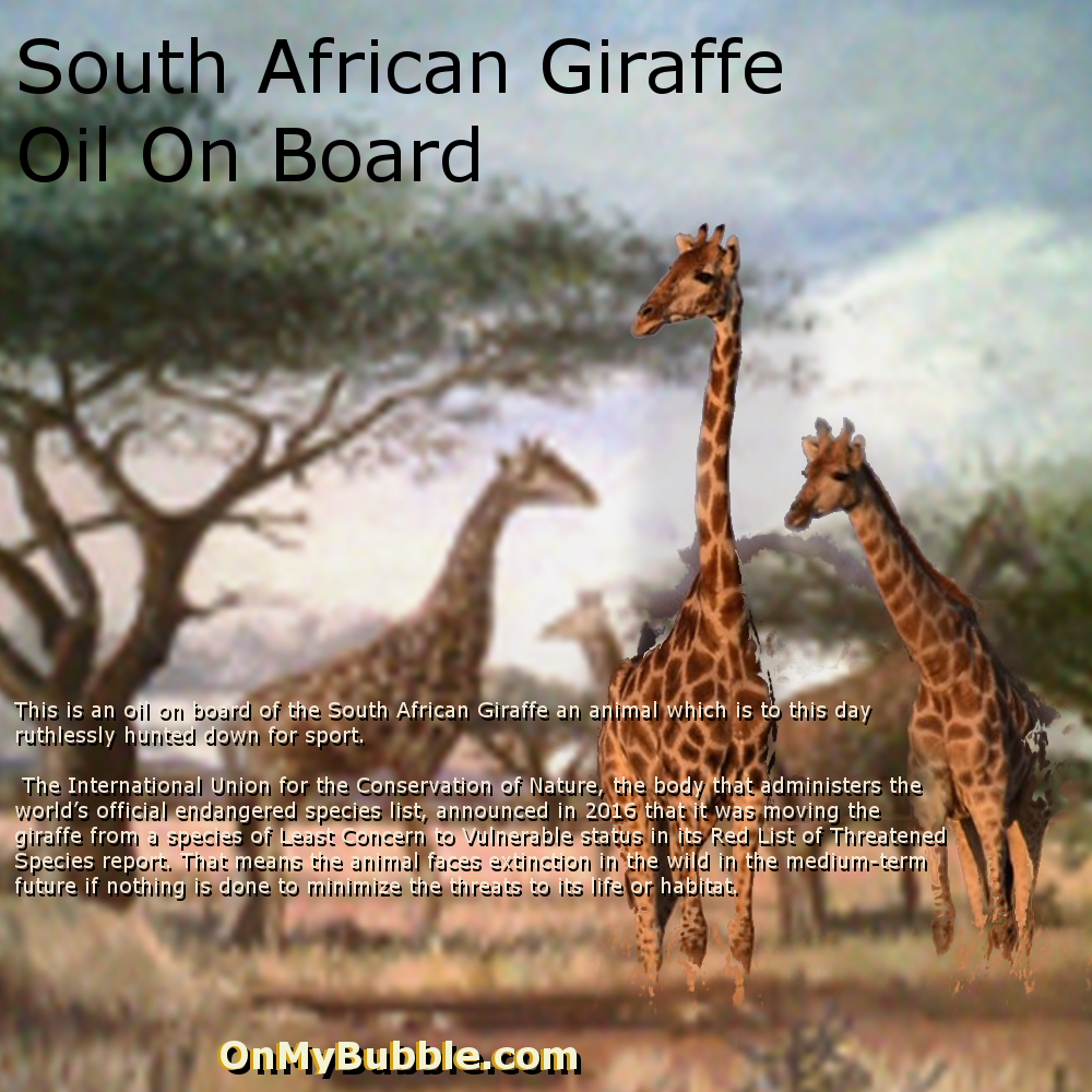 South-African-Giraffe-Oil-On-Board