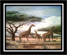 South African Giraffe Oil On Board